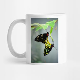 Mating Cairns Birdwings Mug